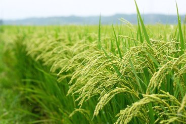 موسسه تحقیقات برنج کشور طی سه سال پنج رقم جدید معرفی کرد