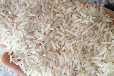 رونمایی از برنج «شهریار» در مازندران
