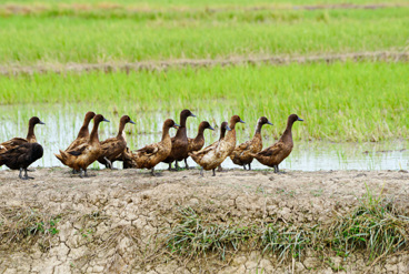 ضرورت افزایش بهره گیری پرورش اردک با کشت توام برنج در گیلان