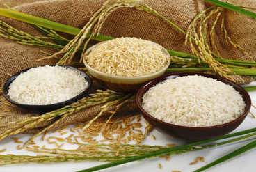 برنج از منظر طب سنتی, سرد یا گرم؟ خشک یا تر؟