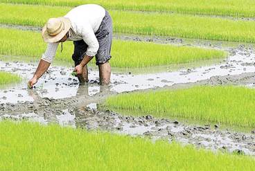 افزایش جذابیت تولید برنج برای جوانان روستایی گیلان