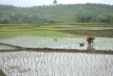مراحل کاشت برنج