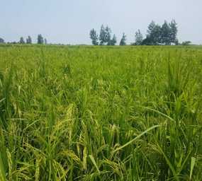 مزرعه برنج تیسا . رقم کیفی  زودرس و پر محصول برنج